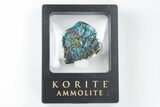 Iridescent Ammolite (Fossil Ammonite Shell) - Lots Of Blue #197525-1
